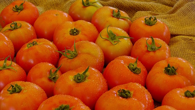 在马萨诸塞州康科德的农场蔬菜摊上，新鲜采摘的带有水滴的红色西红柿视频下载