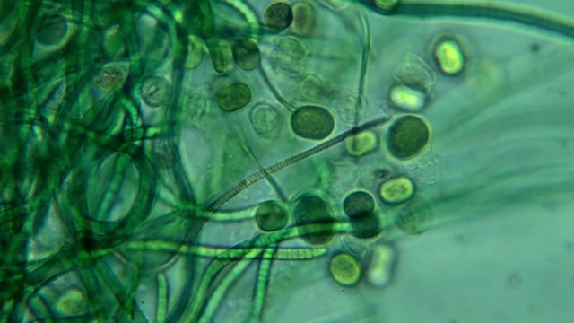 藻类-显微视图视频下载