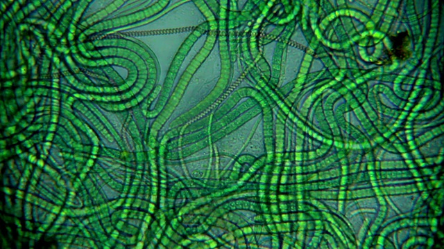 藻类-显微视图视频下载