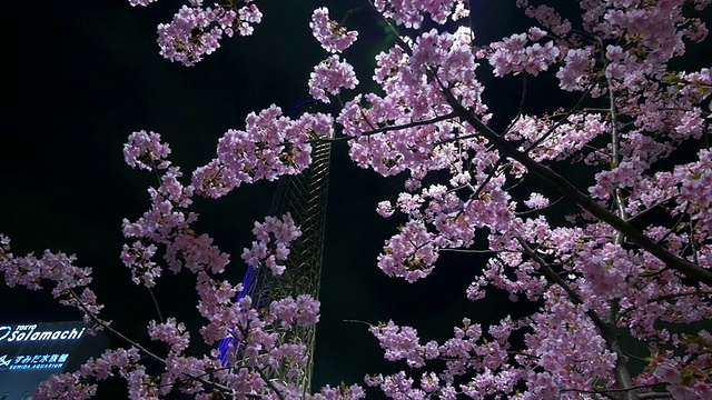 樱花和东京天空树灯移动滑块拍摄视频素材