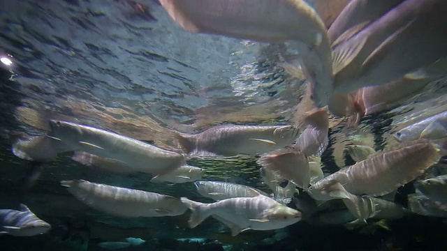 龙鱼在水族馆视频素材