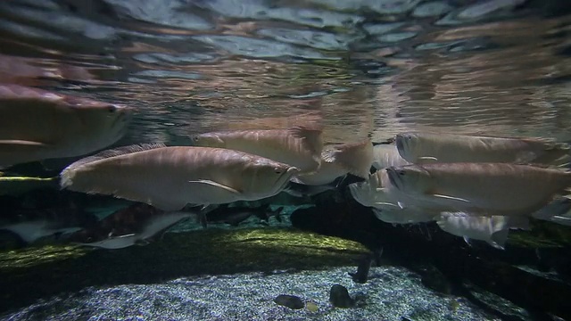 龙鱼在水族馆视频素材
