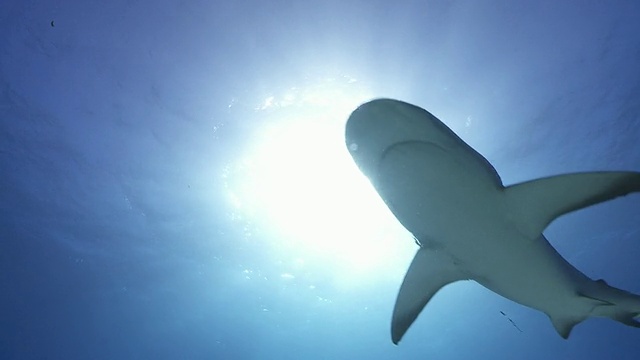 礁鲨游过镜头视频下载
