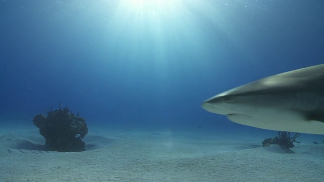 美丽的水下框架与鲨鱼游泳通过视频下载