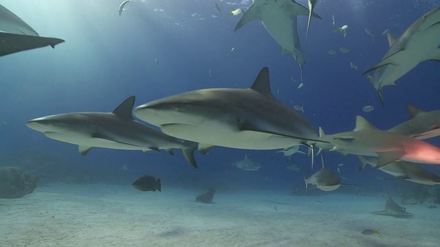加勒比礁鲨在镜头前成群结队视频下载