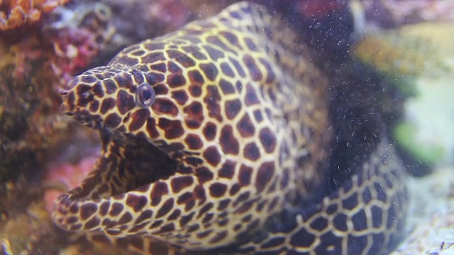 巨型海鳗视频素材