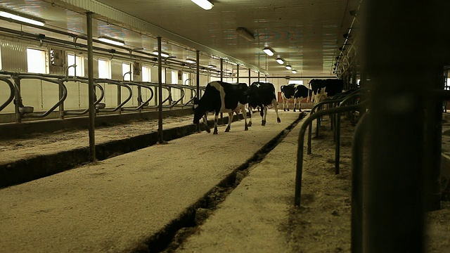奶牛在牛栏里挤奶视频素材