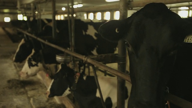 奶牛在牛栏里挤奶视频素材