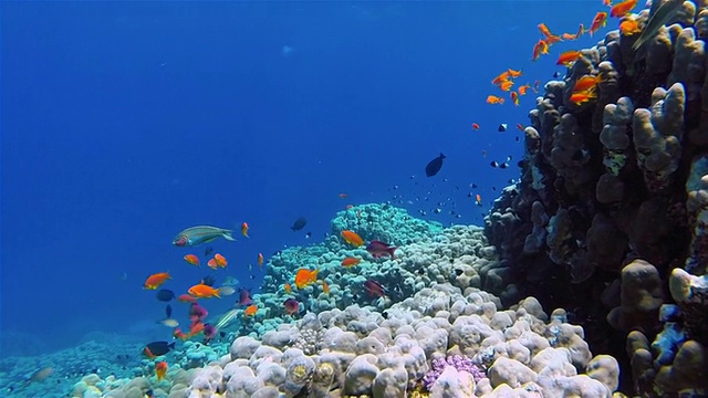 在红海珊瑚礁上的海金鱼视频下载