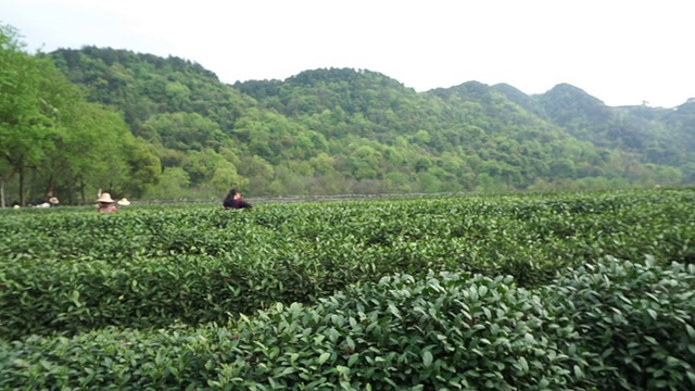 白天在田间种植中国绿茶。真正的时间。视频素材