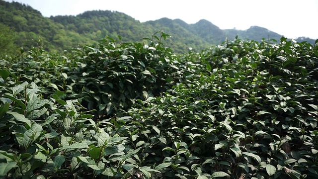 白天风吹着中国的绿茶树。视频素材