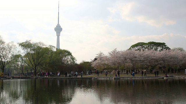北京玉渊潭公园的樱花树视频下载