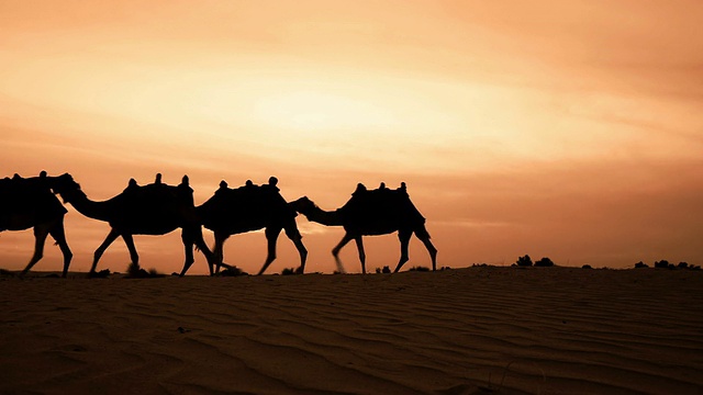 沙漠中的骆驼牧人视频购买