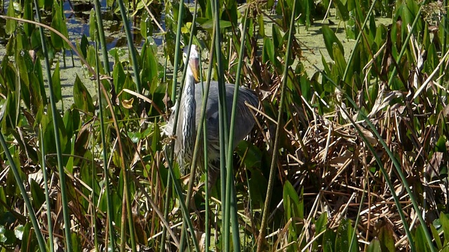 一只大蓝鹭在佛罗里达湿地觅食的特写镜头视频下载