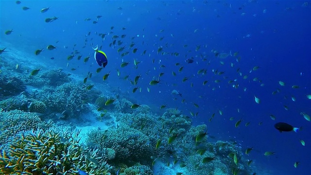 在马尔代夫和热带鱼一起在珊瑚礁上浮潜视频素材