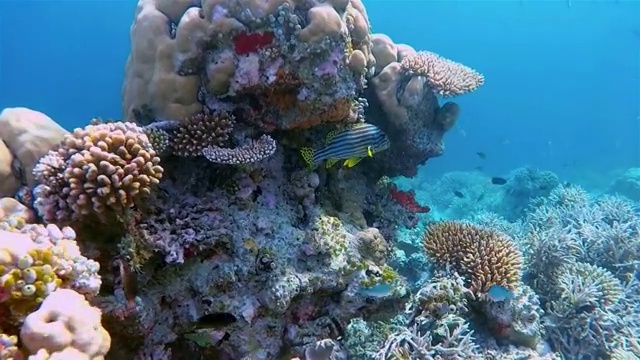 印度洋东方扫在彩色的珊瑚礁上视频素材