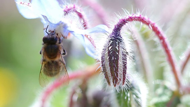 琉璃苣蜜蜂(Borago officinalis)视频素材