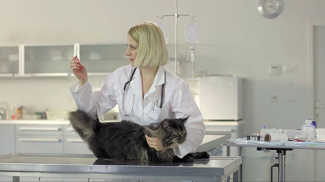兽医正在注射疫苗视频素材