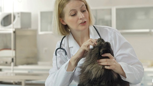 女兽医正在检查一只猫视频素材