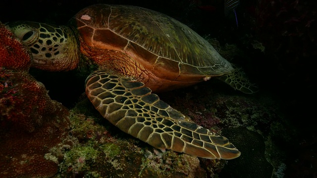绿海龟躲在海底的洞里(4K->FHD)视频素材