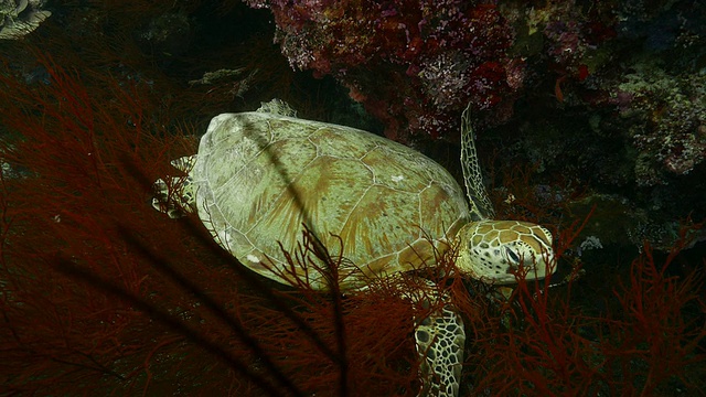 海龟睡在红珊瑚上(4K->FHD)视频素材