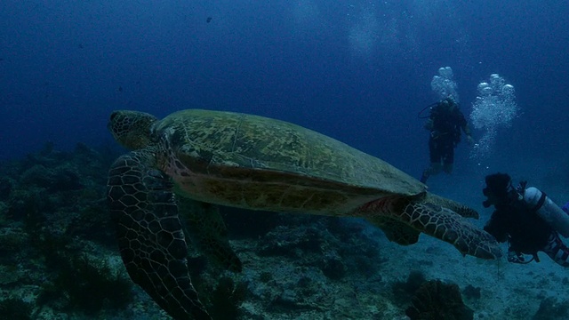 海龟在水下游泳(4K->FHD)视频素材