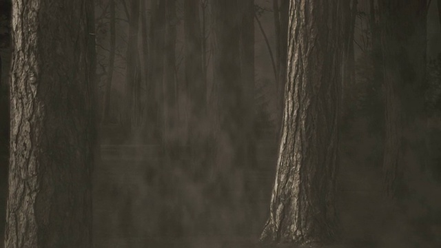 迷雾森林视频素材