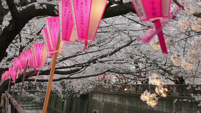樱花盛开的季节在中目黑视频素材