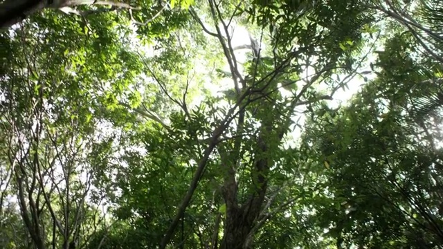 热带雨林乔木和灌木视频下载
