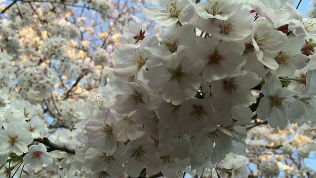 东京千鸟渊的樱花视频素材