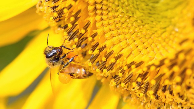 特写:蜜蜂在向日葵上喂食和吃视频素材