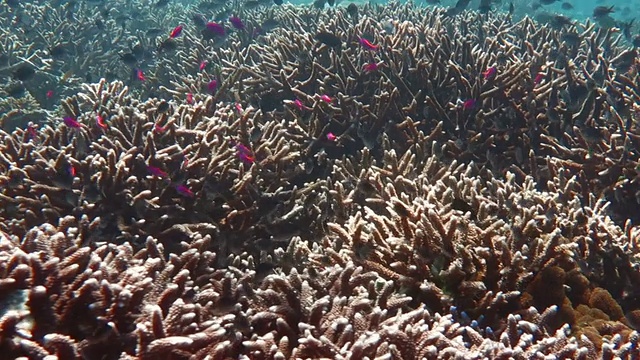 珊瑚礁，马来西亚锡克教徒视频素材