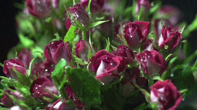 水滴落在红玫瑰上视频素材