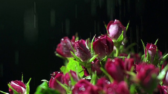 水滴落在红玫瑰上视频素材