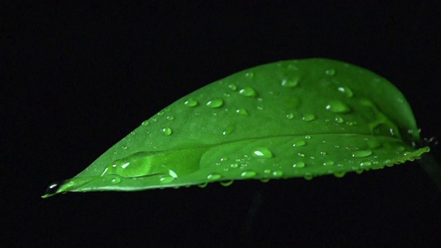 超级慢动作:水从叶子上倾泻下来视频素材