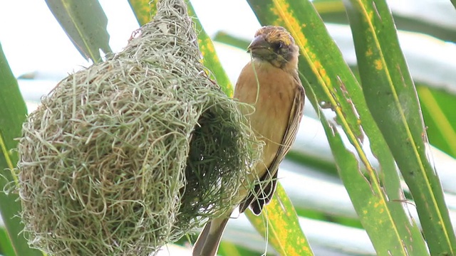 鸟在树上筑巢视频素材