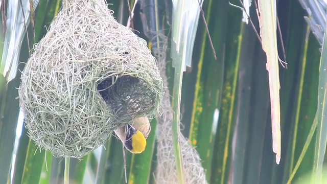 鸟在树上筑巢视频素材
