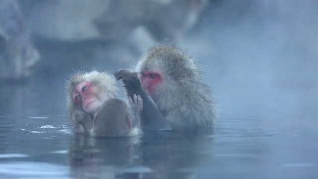 雪猴日本猕猴家族在温泉视频素材