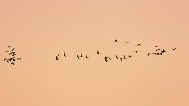 广角镜头-慢动作-群沙丘鹤的剪影，因为他们跨越了傍晚的天空。视频下载