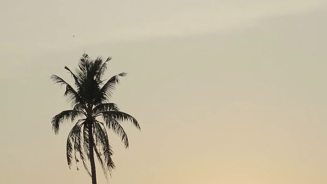 日落时分风中的椰子树视频素材