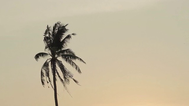 日落时分风中的椰子树视频素材