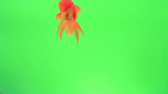 绿屏金鱼视频素材