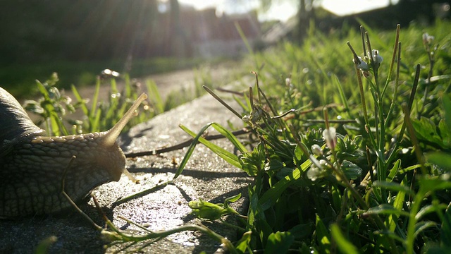 蜗牛在草地上行走视频素材
