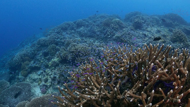 巨大而健康的鹿角珊瑚礁(4K->FHD)视频素材