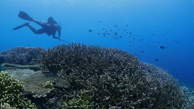 潜水者用运动相机拍摄珊瑚礁(4K->FHD)视频素材