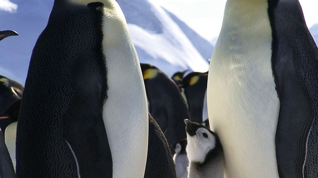 帝企鹅和爱纠缠的小企鹅HDi视频下载