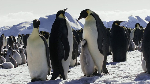 帝企鹅父母带着小企鹅视频素材