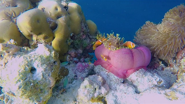 珊瑚礁上海葵中的马尔代夫小丑鱼视频素材