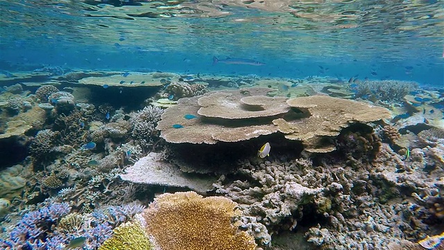 美丽的珊瑚礁在马尔代夫-南阿里环礁视频素材