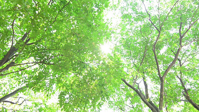 绿色的树视频素材